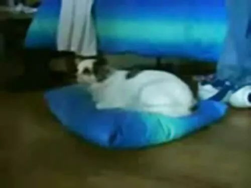 4 பெரிய கருப்பு சேவல ...